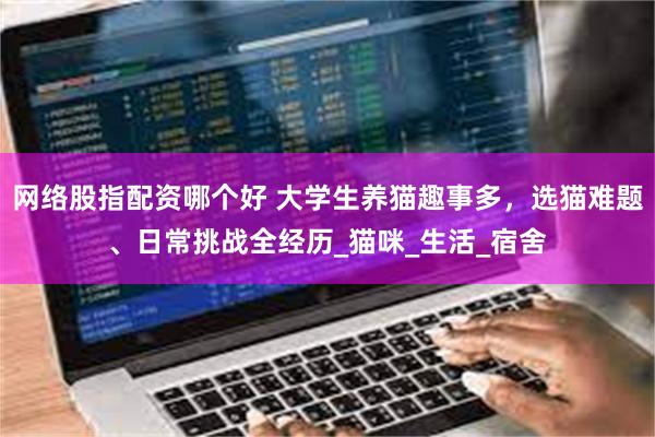 网络股指配资哪个好 大学生养猫趣事多，选猫难题、日常挑战全经历_猫咪_生活_宿舍